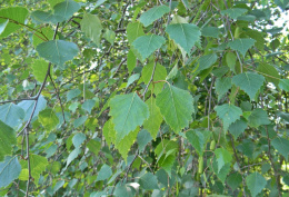 Liść brzozy brodawkowatej - susz
