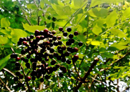 Owoc bzu czarnego - susz
